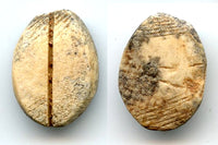 Ancient bone cowrie-coin (no teeth/holes), W.Zhou, 1046-771 BC, China (Schjoth#A7)