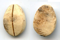 Ancient bone cowrie-coin (no teeth/holes), W.Zhou, 1046-771 BC, China (Schjoth#A7)