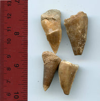 Four authentic huge dinosaur teeth of a giant Mosasaur, Late Cretaceous period (73-65 million years old)